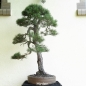 Preview: Bonsai, Pinus sylvestris